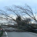 Albero abbattuto dal vento