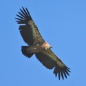 Grifone a Campolino (foto Alessio Bartolini)