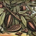 La prestiosa Accademia dei Georgofili accoglie domani la giornata di studio Il cacao in Toscana, organizzata in collaborazione con Cna Toscana. Saranno esaminati vari aspetti della materia, per altro prelibata.