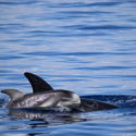 Un esemplare di grampo fotografato nel Golfo di Taranto