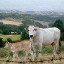 Una vacca chianina con il vitello (foto Monica Arellano - Wikipedia)