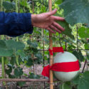 TuscanChinese gourd, Palermo 2018