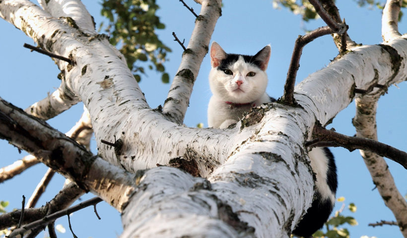 Gatto su un albero