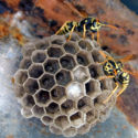 Unifi_Polistes_parassita