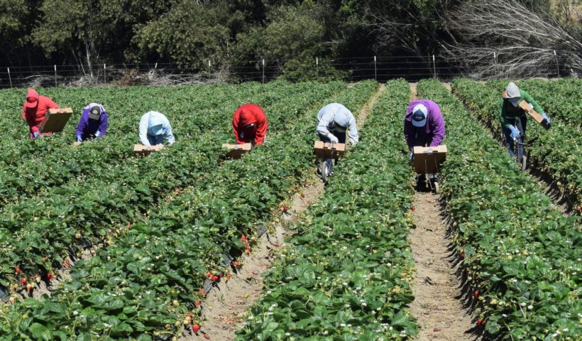 Braccianti agricoli