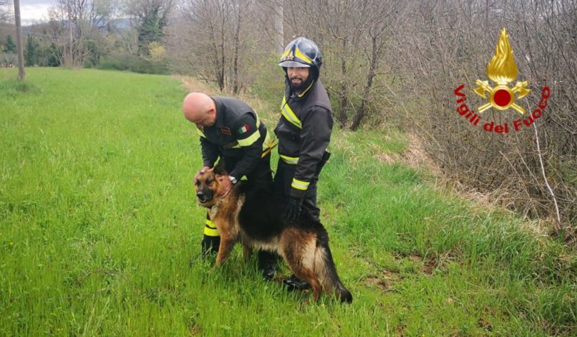 Vigili del fuoco col cane