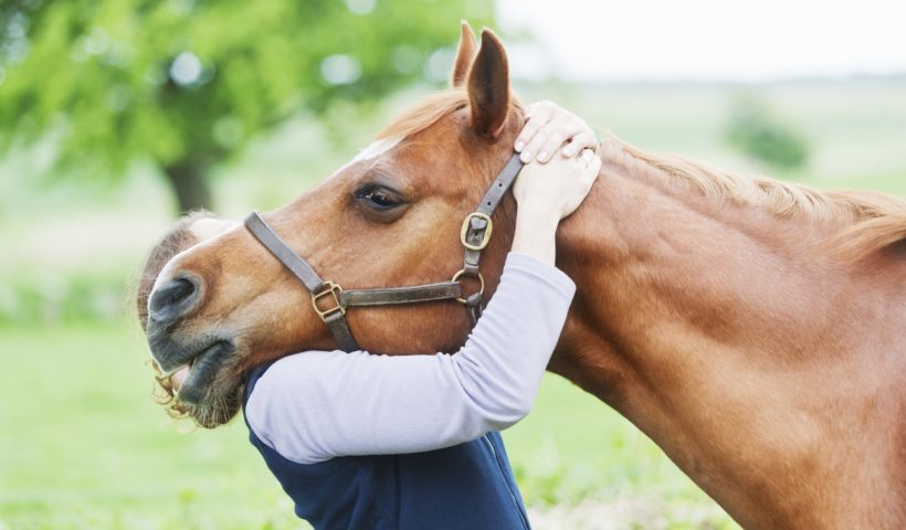 Un cavallo abbracciato