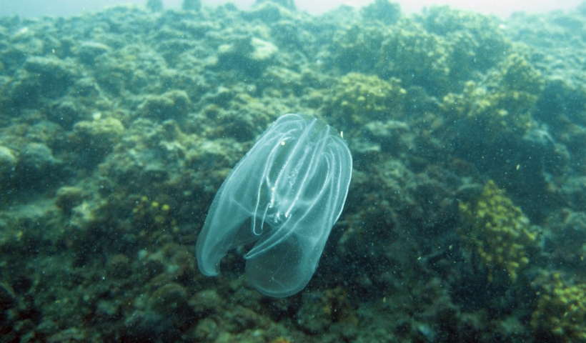 Una noce di mare