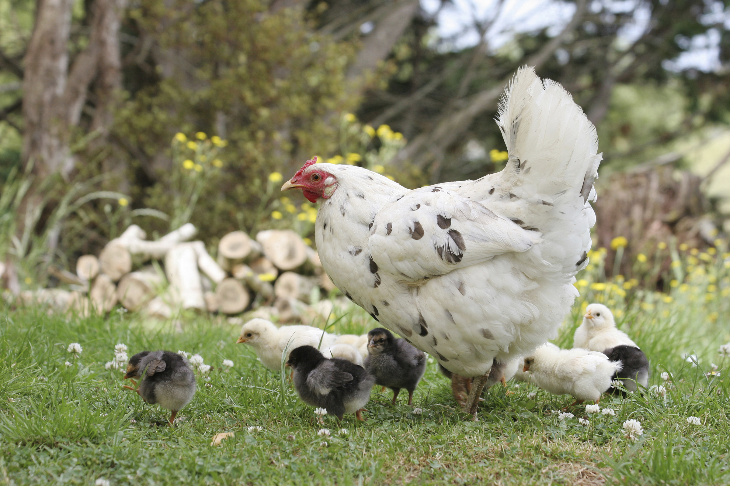 Gallina con i pulcini