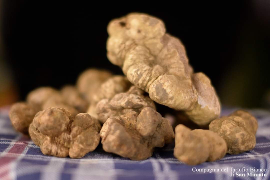 tartufo bianco san miniato (1)